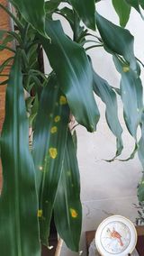 팜모닝 기타작물·병해충상담 게시글 이미지