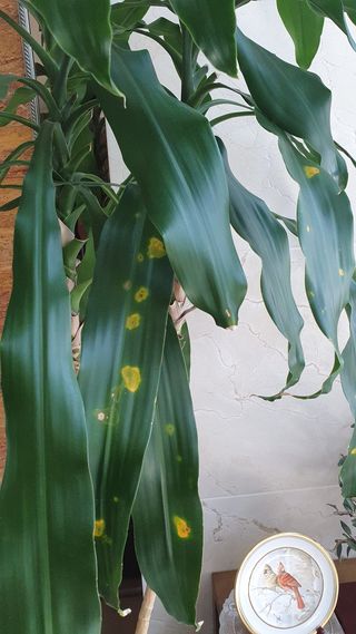 나무방님의 기타작물 · 병해충상담 작성글 사진