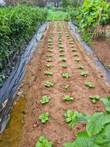 팜모닝 파·자유게시판 게시글 이미지