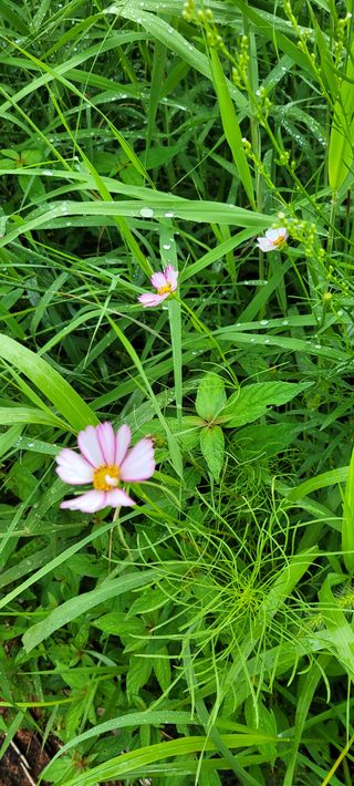 하얀찔레꽃님의 들깨 · 자유게시판 작성글 사진