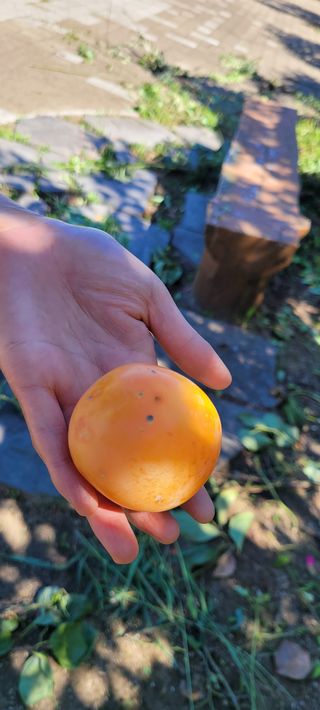 하얀찔레꽃님의 들깨 · 자유게시판 작성글 사진