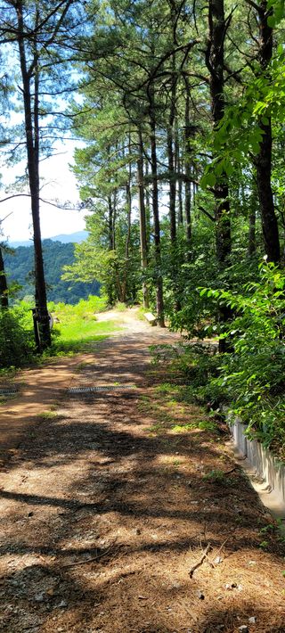 하얀찔레꽃님의 들깨 · 자유게시판 작성글 사진