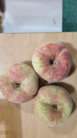 팜모닝 팜모닝·출석 게시글 이미지