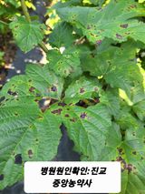 팜모닝 딸기·병해충상담 게시글 이미지