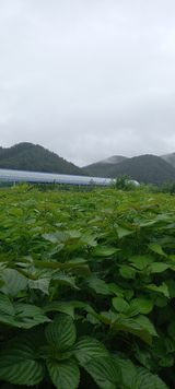 팜모닝 팜모닝·출석 게시글 이미지