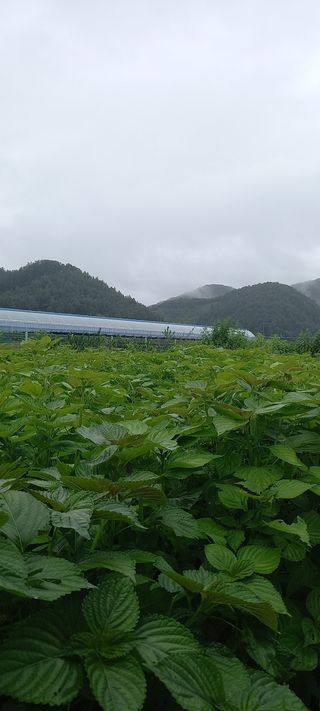 장석범님의 팜모닝 · 출석 작성글 사진