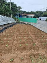 팜모닝 팜모닝·출석 게시글 이미지