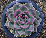 팜모닝 기타작물·병해충상담 게시글 이미지