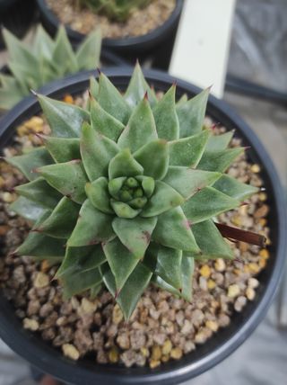 이양규님의 기타작물 · 병해충상담 작성글 사진