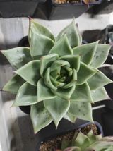 팜모닝 기타작물·병해충상담 게시글 이미지