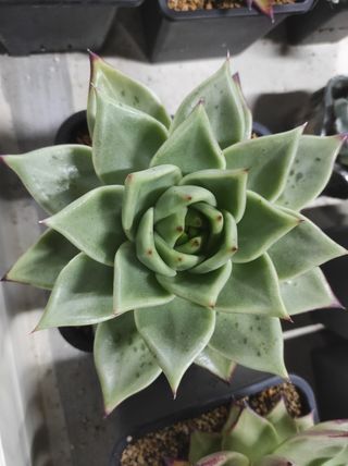 이양규님의 기타작물 · 병해충상담 작성글 사진