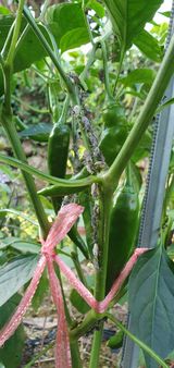 팜모닝 고추·병해충상담 게시글 이미지