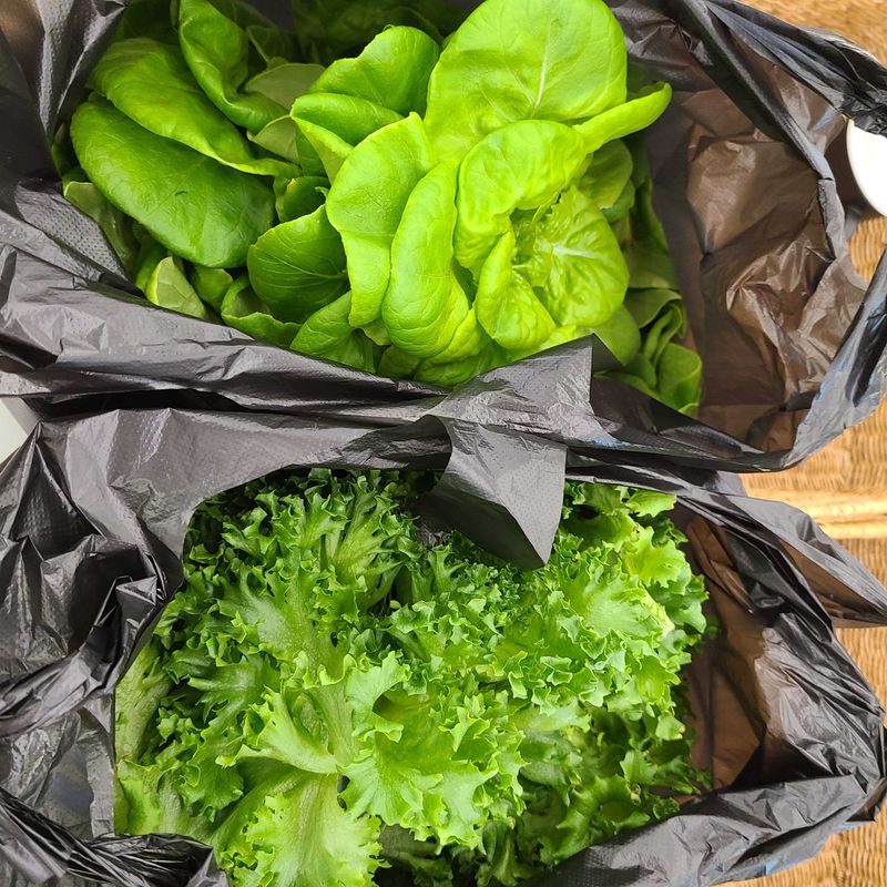 장터 상품 [안녕하세요, 처음 글 남깁니다. 소소하게 상추 재배하고] 썸네일