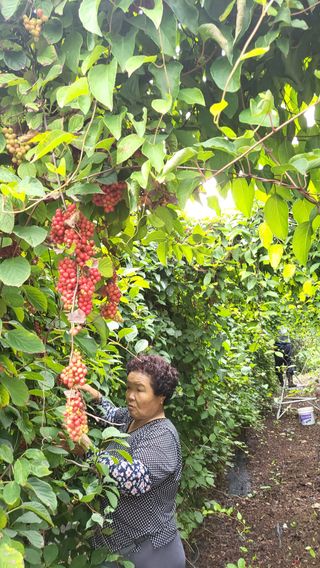 유춘자님의 팜모닝 · 출석 작성글 사진