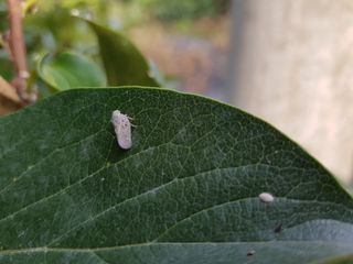 알 수 없음님의 기타작물 · 병해충상담 작성글 사진