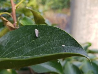 알 수 없음님의 기타작물 · 병해충상담 작성글 사진