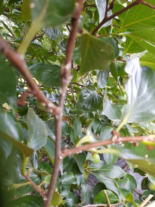 알 수 없음님의 기타작물 · 병해충상담 작성글 사진