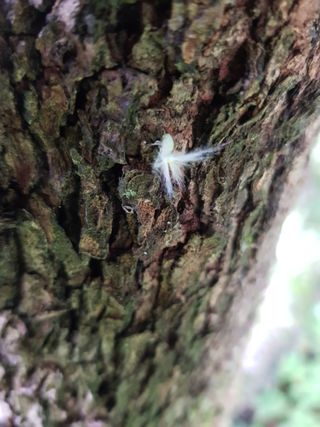 알 수 없음님의 기타작물 · 병해충상담 작성글 사진