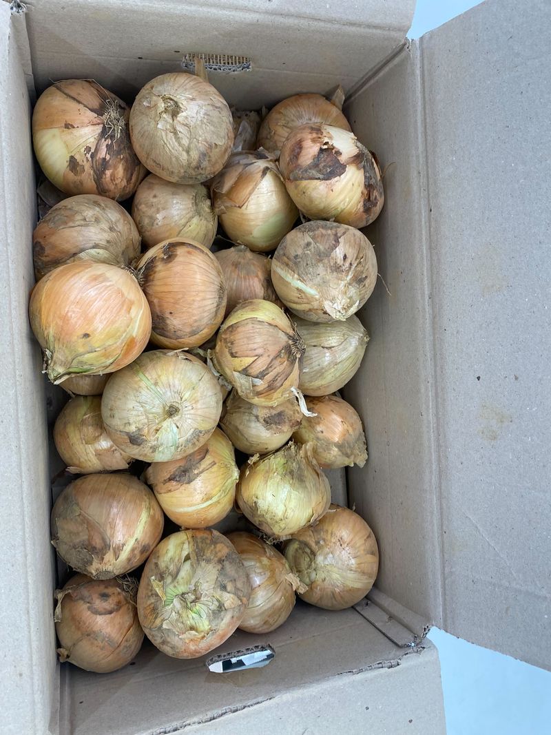 장터 상품 [몸에 좋고 맛도좋은 햇양파 판매합니다.  필요한분 연락] 썸네일