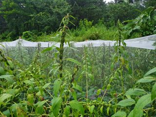 김권수님의 포도 · 자유게시판 작성글 사진