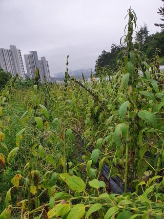 김권수님의 포도 · 자유게시판 작성글 사진