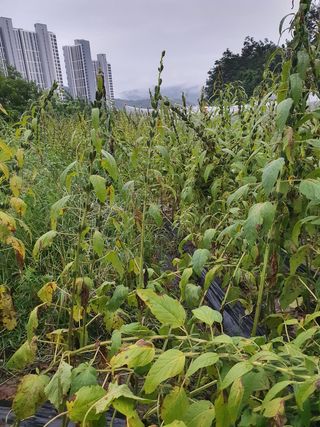 김권수님의 포도 · 자유게시판 작성글 사진