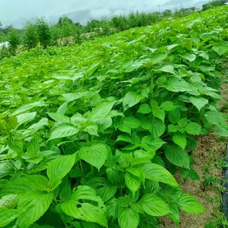 마음자리님의 팜모닝 · 출석 작성글 사진