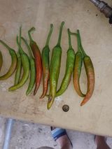 팜모닝 고추·병해충상담 게시글 이미지