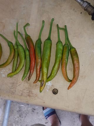 ㄴㅇ박님의 고추 · 병해충상담 작성글 사진