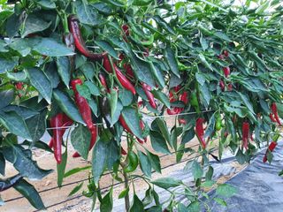 블루베리14708님의 팜모닝 · 출석 작성글 사진