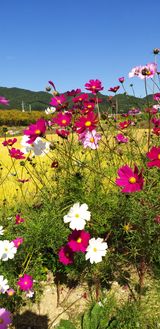 팜모닝 파·자유게시판 게시글 이미지