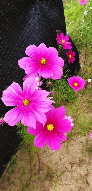 평창이씨님의 참깨 · 자유게시판 작성글 사진