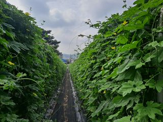 노미경의건강소담님의 양배추 · 자유게시판 작성글 사진