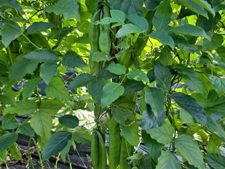 노미경의건강소담님의 양배추 · 자유게시판 작성글 사진