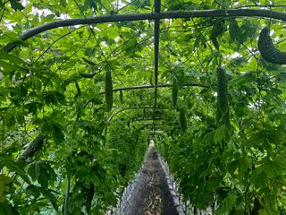 노미경의건강소담님의 양배추 · 자유게시판 작성글 사진