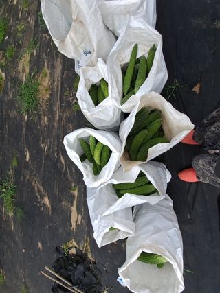 노미경의건강소담님의 양배추 · 자유게시판 작성글 사진