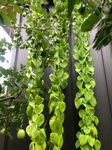 팜모닝 팜모닝·출석 게시글 이미지