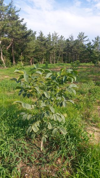 정환본님의 팜모닝 · 출석 작성글 사진