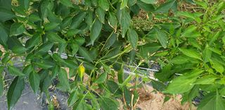 이상주님의 고추 · 병해충상담 작성글 사진