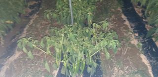 이상주님의 고추 · 병해충상담 작성글 사진