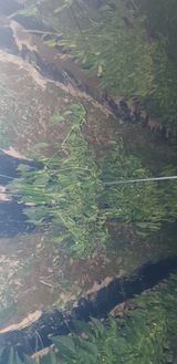 팜모닝 고추·병해충상담 게시글 이미지