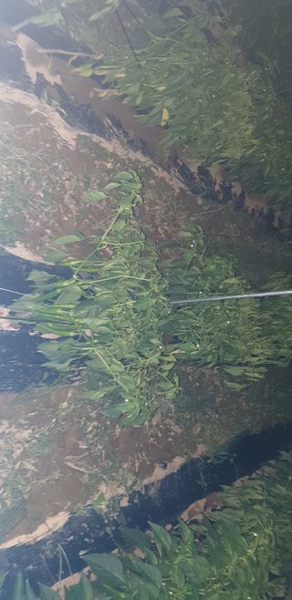 이상주님의 고추 · 병해충상담 작성글 사진