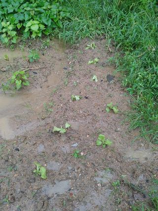 오용석님의 팜모닝 · 출석 작성글 사진