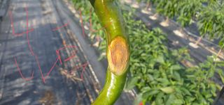 정상욱님의 고추 · 병해충상담 작성글 사진