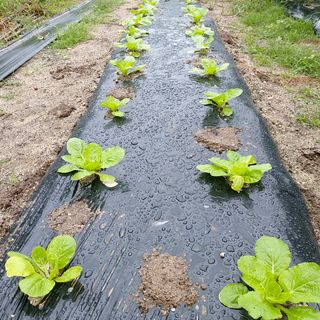 마음자리님의 팜모닝 · 출석 작성글 사진