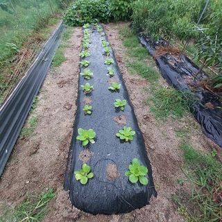 마음자리님의 팜모닝 · 출석 작성글 사진