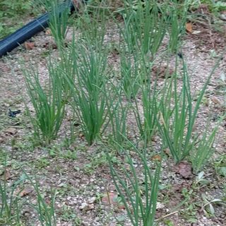 마음자리님의 팜모닝 · 출석 작성글 사진