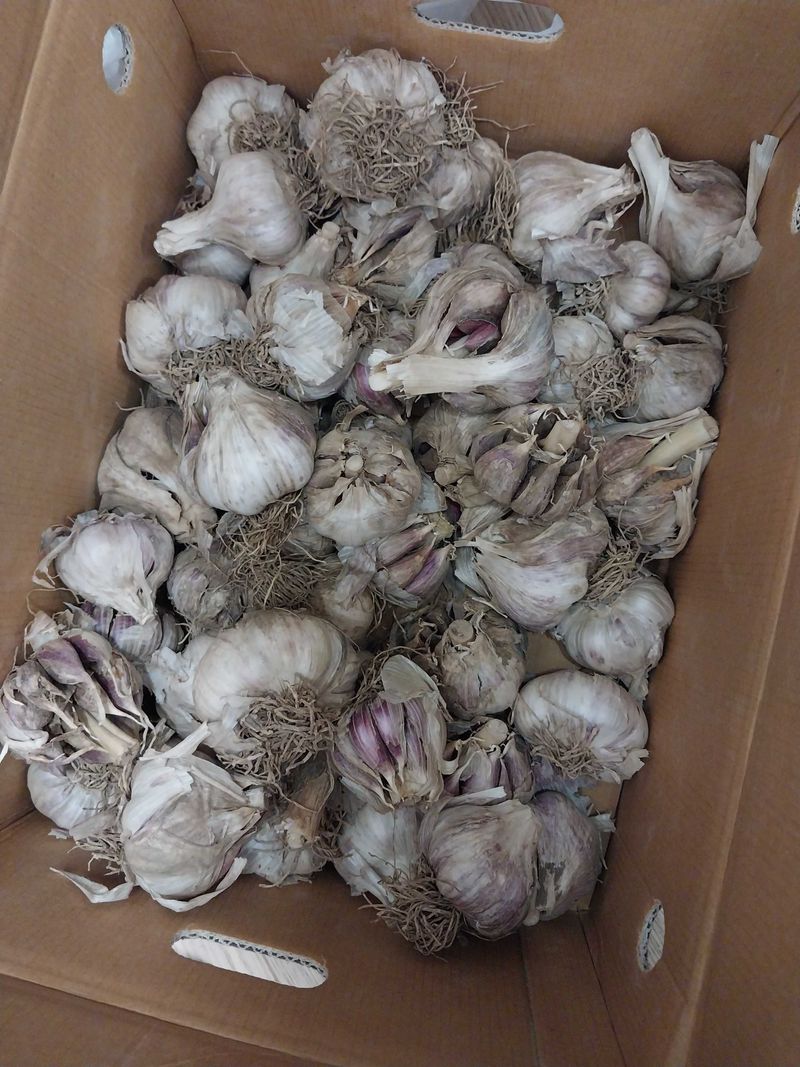 장터 상품 [안녕하셔요 시후아빱니다  마늘 농사 짓고 있는데 어디서] 썸네일