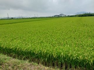 선종이님의 팜모닝 · 출석 작성글 사진