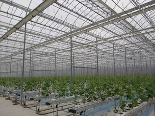 이인규님의 딸기 · 병해충상담 작성글 사진